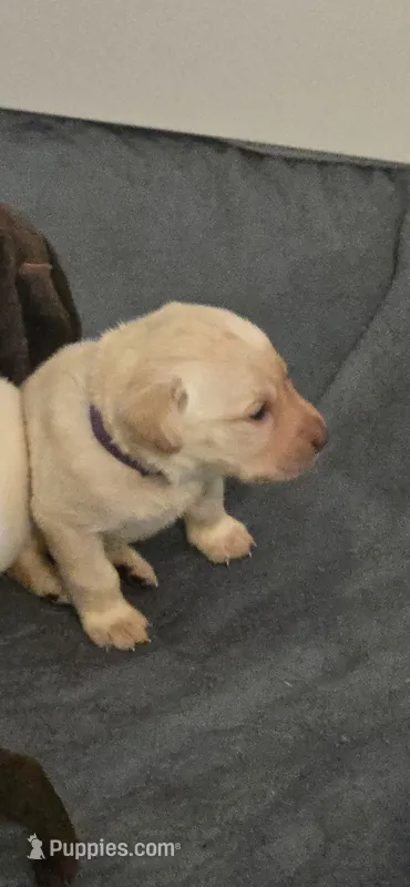 AKC Yellow male lab – Labrador Retriever puppy for sale in Petersburg, IL