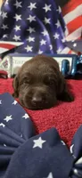 Akc Chocolate male , a male Labrador Retriever for sale in Pleasant Hill, IL – 2 of 7