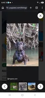 Akc blue collar male, a male Labrador Retriever for sale in Pleasant Hill, IL – 2 of 4
