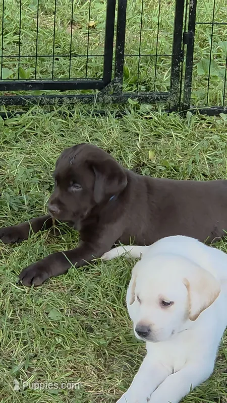 Akc blue collar male – Labrador Retriever puppy for sale in Pleasant Hill, IL