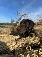 Akc Black Male, a male Labrador Retriever for sale in Pleasant Hill, IL – 5 of 6