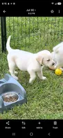 Akc green collar male, a male Labrador Retriever for sale in Pleasant Hill, IL – 5 of 5
