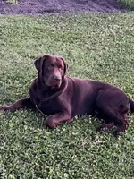 Chocolate male , a male Labrador Retriever for sale in Petersburg, IL – Photo 2 of 3