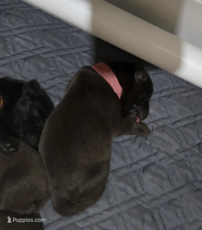 Chocolate male  – Labrador Retriever puppy for sale in Petersburg, IL