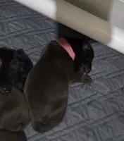 Chocolate male , a male Labrador Retriever for sale in Petersburg, IL – Photo 1 of 3