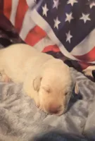 Yellow male lab, a male Labrador Retriever for sale in Petersburg, IL – Photo 2 of 4