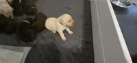 AKC Yellow male lab, a male Labrador Retriever for sale in Petersburg, IL – 3 of 7
