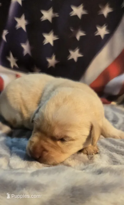 Yellow male lab – Labrador Retriever puppy for sale in Petersburg, IL
