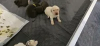 AKC Yellow male lab, a male Labrador Retriever for sale in Petersburg, IL – 2 of 7