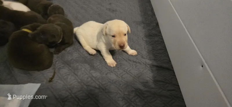 Yellow male lab – Labrador Retriever puppy for sale in Petersburg, IL