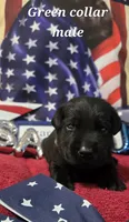 Akc black male, a male Labrador Retriever for sale in Pleasant Hill, IL – 4 of 7