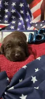 Akc Chocolate male , a male Labrador Retriever for sale in Pleasant Hill, IL – 3 of 7