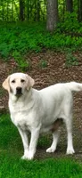 Akc blue collar male, a male Labrador Retriever for sale in Pleasant Hill, IL – 3 of 4