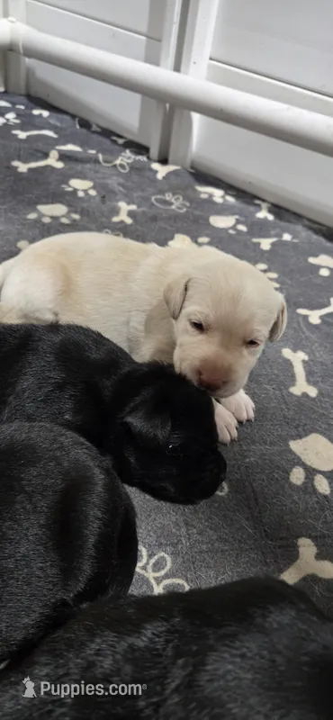 Akc yellow male, a male Labrador Retriever for sale in Pleasant Hill, IL – 1 of 4