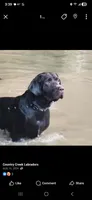 Chocolate male , a male Labrador Retriever for sale in Petersburg, IL – Photo 3 of 5