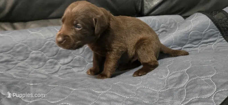 Chocolate male  – Labrador Retriever puppy for sale in Petersburg, IL
