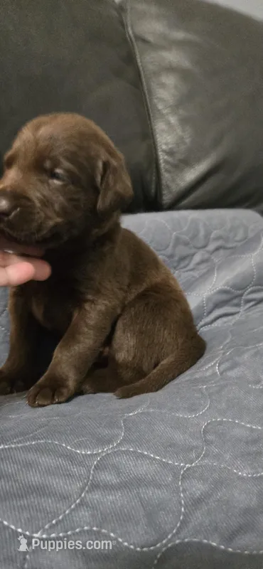 Akc Chocolate male  – Labrador Retriever puppy for sale in Petersburg, IL