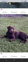 Chocolate male , a male Labrador Retriever for sale in Petersburg, IL – Photo 4 of 5