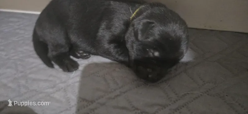Black female – Labrador Retriever puppy for sale in Petersburg, IL