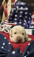 AKC Yellow female lab, a female Labrador Retriever for sale in Pleasant Hill, IL – 1 of 5