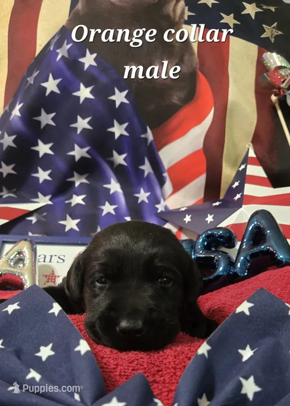 Akc Black male – Labrador Retriever puppy for sale in Pleasant Hill, IL