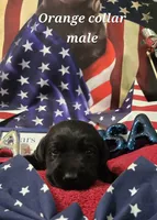 Akc Black male, a male Labrador Retriever for sale in Pleasant Hill, IL – 1 of 6