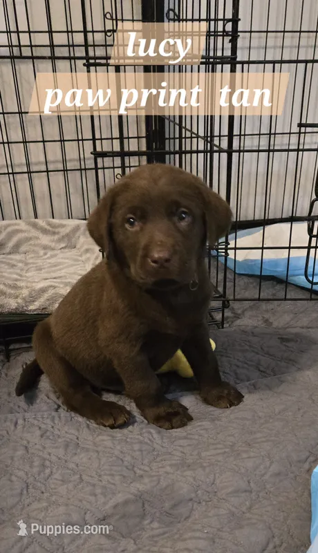 Akc Chocolate male  – Labrador Retriever puppy for sale in Petersburg, IL