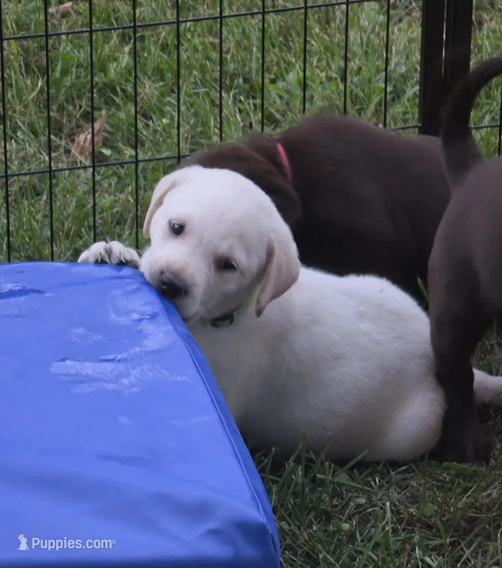 Akc green collar male – Labrador Retriever puppy for sale in Pleasant Hill, IL