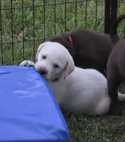 Akc green collar male, a male Labrador Retriever for sale in Pleasant Hill, IL – 1 of 5