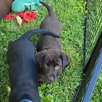 Akc Chocolate male , a male Labrador Retriever for sale in Petersburg, IL – 3 of 3