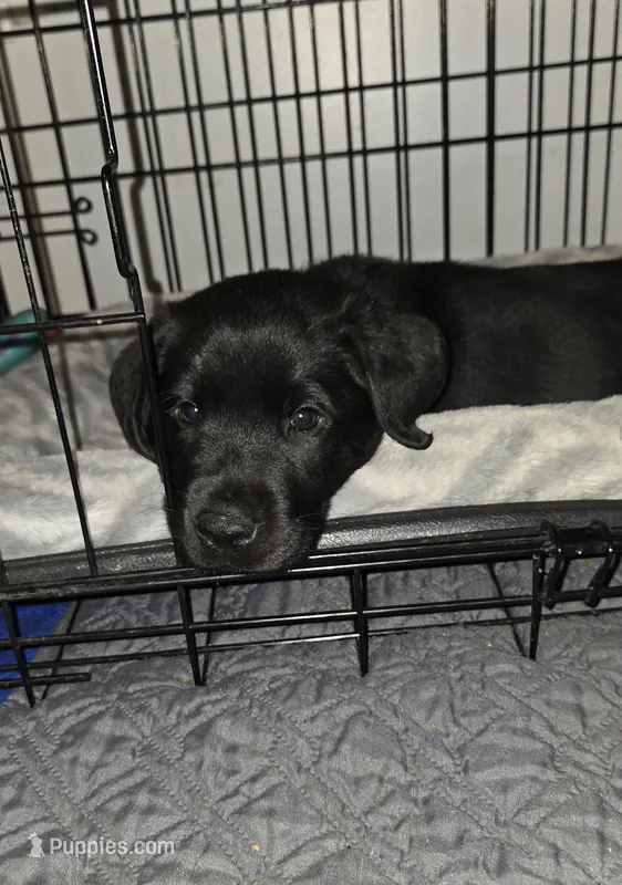 AKC Female black lab – Labrador Retriever puppy for sale in Petersburg, IL