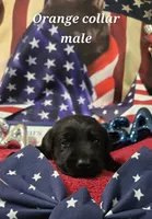 Akc Black male, a male Labrador Retriever for sale in Pleasant Hill, IL – 2 of 6