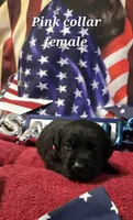 Akc Black female, a female Labrador Retriever for sale in Pleasant Hill, IL – 2 of 8