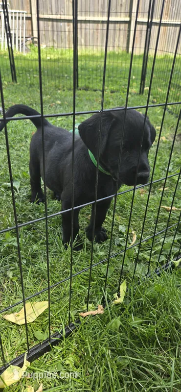 Akc Black Male – Labrador Retriever puppy for sale in Pleasant Hill, IL