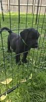 Akc Black Male, a male Labrador Retriever for sale in Pleasant Hill, IL – 1 of 6