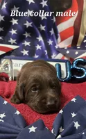 Akc Chocolate male , a male Labrador Retriever for sale in Pleasant Hill, IL – 4 of 7