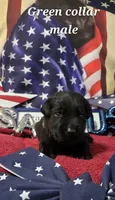 Akc black male, a male Labrador Retriever for sale in Pleasant Hill, IL – 2 of 7