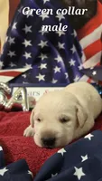 AKC Yellow male lab, a male Labrador Retriever for sale in Pleasant Hill, IL – 3 of 6