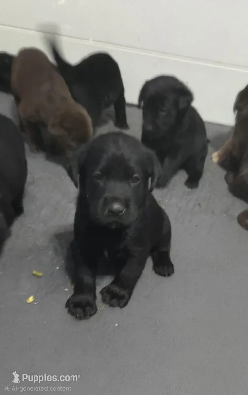 AKC Male black lab – Labrador Retriever puppy for sale in Petersburg, IL