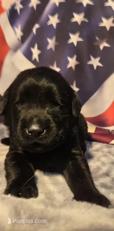 Male black lab – Labrador Retriever puppy for sale in Petersburg, IL