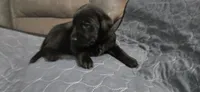 AKC Male black lab, a male Labrador Retriever for sale in Petersburg, IL – 3 of 7