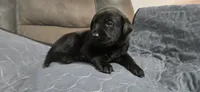 AKC Male black lab, a male Labrador Retriever for sale in Petersburg, IL – 2 of 7