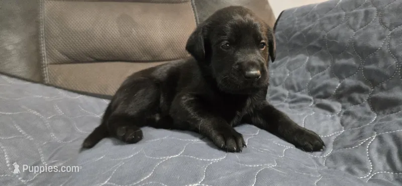 Male black lab – Labrador Retriever puppy for sale in Petersburg, IL