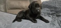 AKC Male black lab, a male Labrador Retriever for sale in Petersburg, IL – 1 of 7