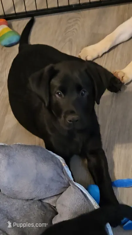 Akc Black Male – Labrador Retriever puppy for sale in Pleasant Hill, IL