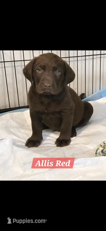 Akc Chocolate male  – Labrador Retriever puppy for sale in Petersburg, IL