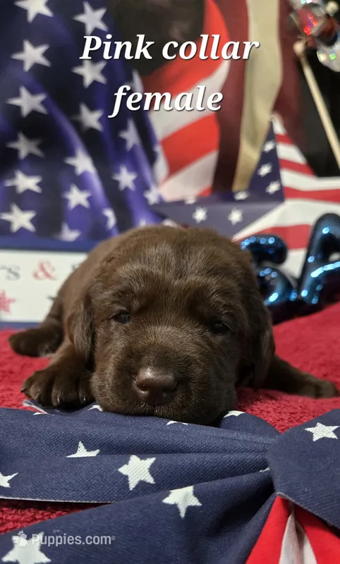 Akc chocolate female – Labrador Retriever puppy for sale in Pleasant Hill, IL