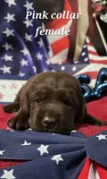 Akc chocolate female, a female Labrador Retriever for sale in Pleasant Hill, IL – 1 of 5