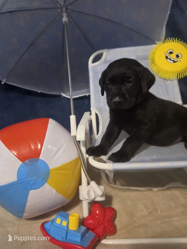 Black akc lab – Labrador Retriever puppy for sale in Pleasant Hill, IL