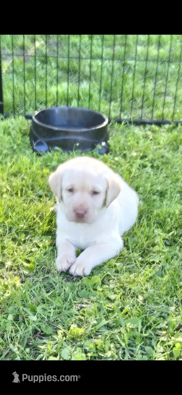AKC Yellow male lab – Labrador Retriever puppy for sale in Petersburg, IL